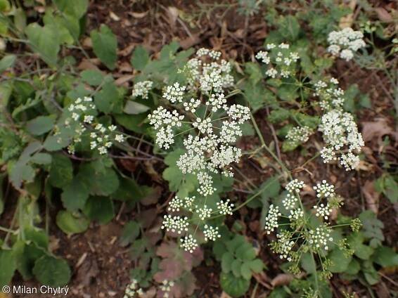 Pimpinella saxifraga – bedrník obecný