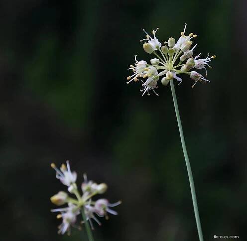 Česnek bledožlutý - Allium ericetorum