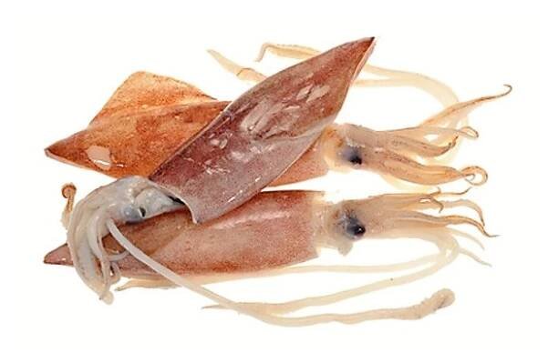 Mořské plody - Seafood.