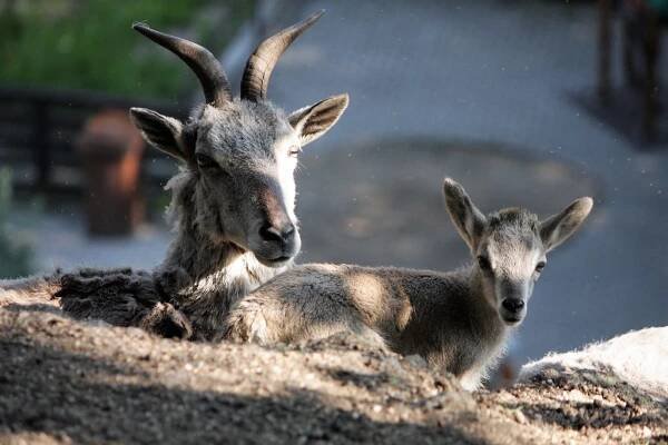 OBRAZEM: Prohlédněte si nové přírůstky v liberecké ZOO