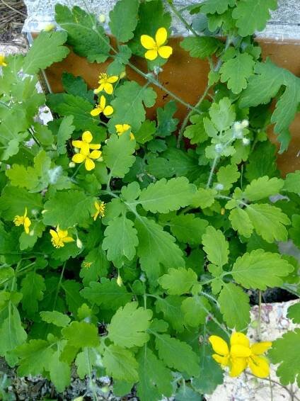 a plant with yellow flowers growing out of it