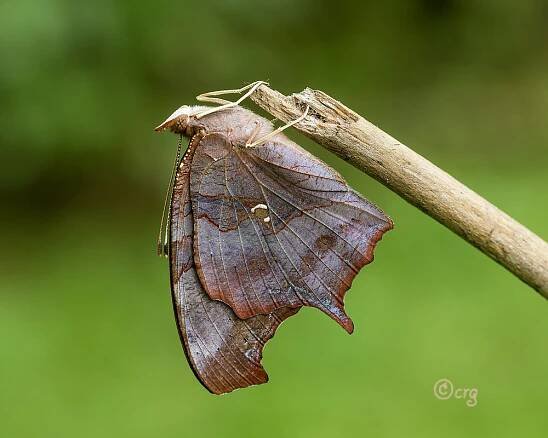 Question Mark Polygonia interrogationis (Fabricius, 1798) | Butterflies and Moths of North America