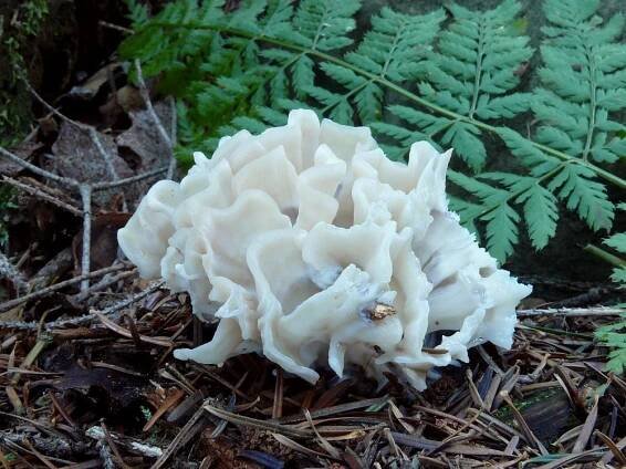 Obrázek - Sparassis nemecii (kotrč Němcův) | BioLib.cz