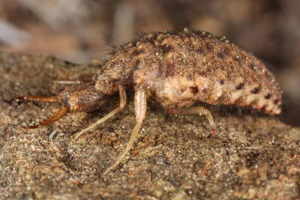 Dravá larva mravkolva Mohelenská hadcová step