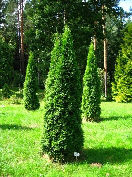 Thuja - Homeopatie.cz