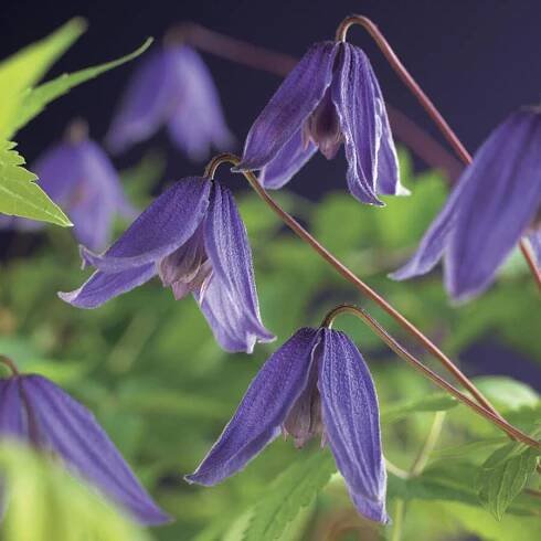 Plamének alpský 'Helsingborg' - Clematis alpina 'Helsingborg'