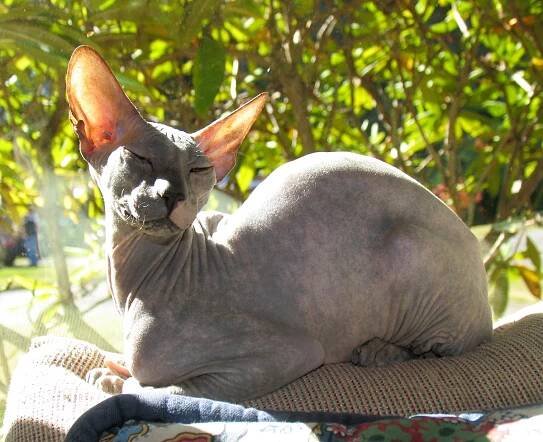Peterbald mačka (približno 600 €)