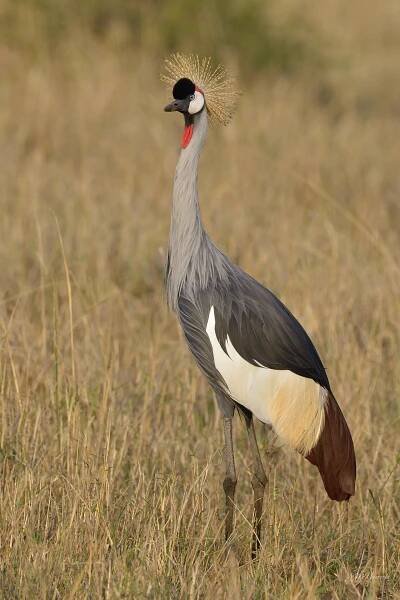 Cranes