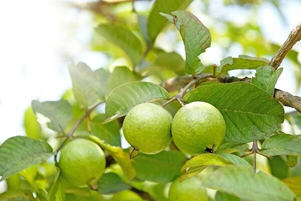 Arrayan Fruit: Description, Flavor, Benefits, And Uses - Gardeners' Magazine