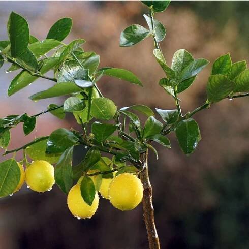 Why Is My Lemon Tree Losing Leaves?