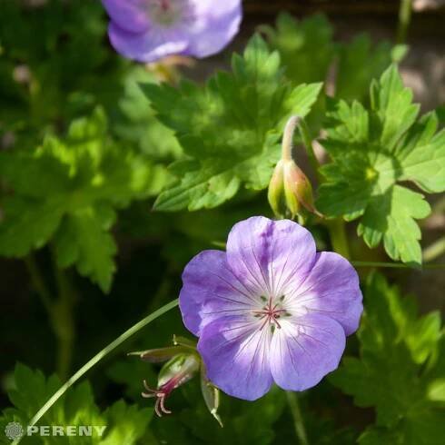 Geranium 'Rozanne' ® , Kakost, K11