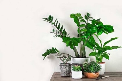 Pokojové rostliny do stínu pro váš byt | Prima nápady