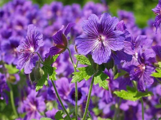 Geraniums in a garden facing the sun