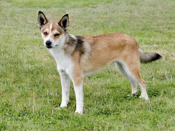 Norský lundehund