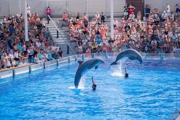 Delfíní show v Marinelandu