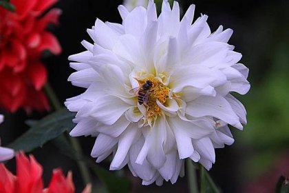 Bílý květ, včela, hmyz, příroda, zahrada, okvětní lístek, rostlina, květ, pyl