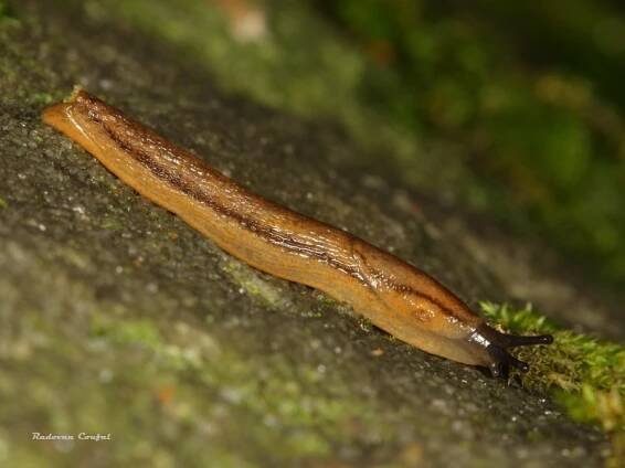 Arion obesoductus - plzák alpský | Arionidae - plzákovití | Natura Bohemica
