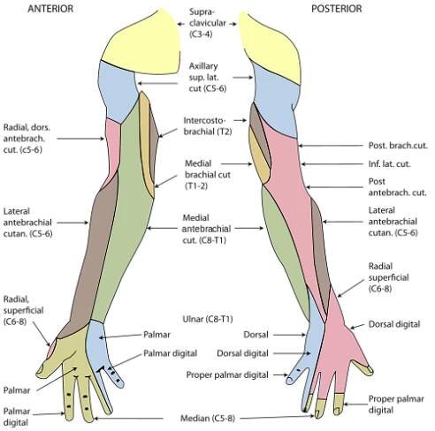 Nervus medianus – Wikipedia