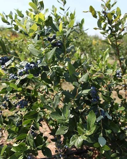 Legacy Blueberry Bush (Vaccinium corymbosum ‘Legacy’)