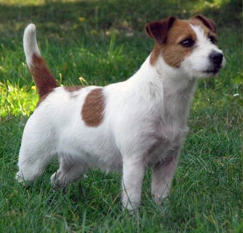 Penny - Jack Russell Terrier - broken