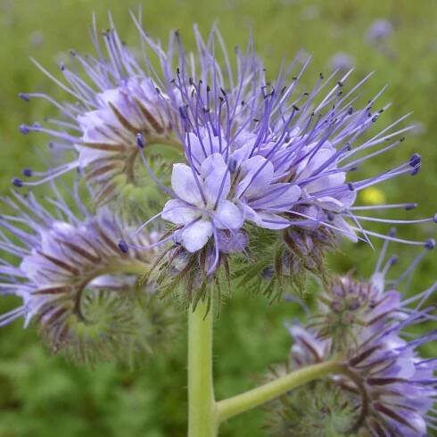 Svazenka vratičolistá - Phacelia tanacetifolia - semena svazenky - 50 ks od 27 Kč - Heureka.cz