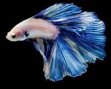 Betta ryby, siamské bojové ryby, betta nádherné izolované na černém pozadí — Stock obrázek