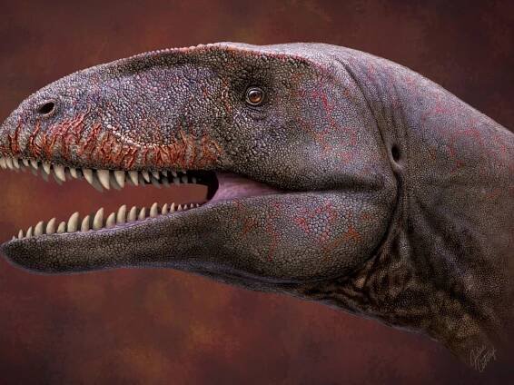 Gigantic 'shark-toothed' dinosaur discovered in Uzbekistan