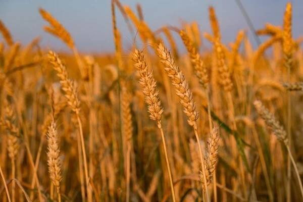 Cenovka - krmná pšenice - září 2024 - Agropress.cz