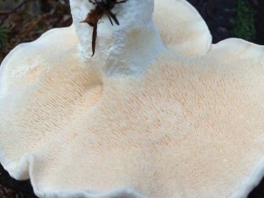 Hedgehog mushrooms, Sunshine Coast, BC, Canada