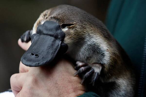 A Question Hidden in the Platypus Genome: Are We the Weird Ones? - The New York Times