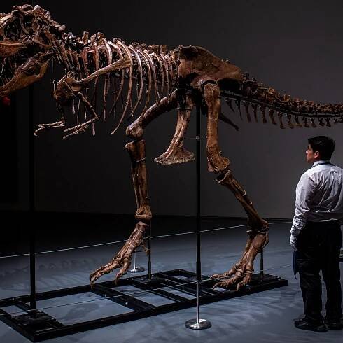 First Gorgosaurus to hit auction block may sell for $8 million