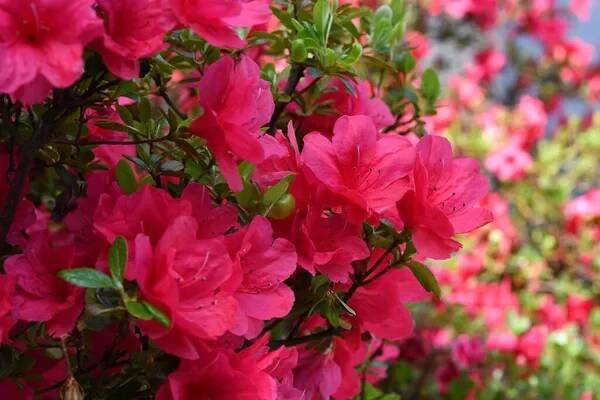 Zblízka krásné červené azalky květiny na jaře. Azalea patří do rodu rododendron, je to rod rostlin čeledi Ericaceae. — Stock obrázek
