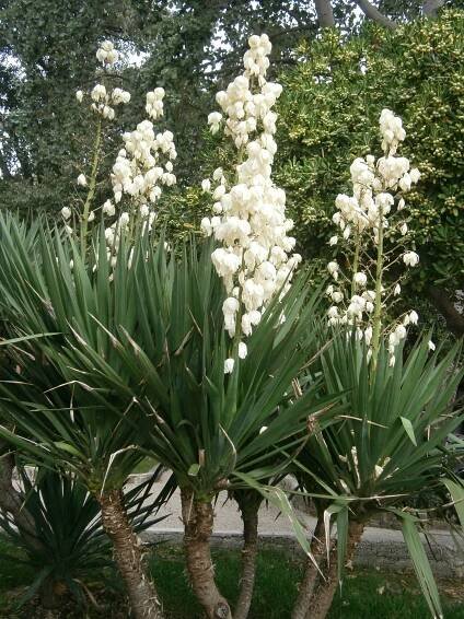 Yucca gloriosa