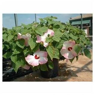 HIBISCUS moscheutos/Ibišek bahenní