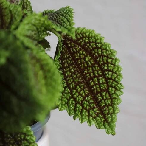 Pilea Moon Valley