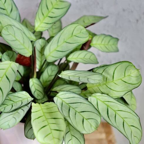 Calathea Ctenanthe Amagris
