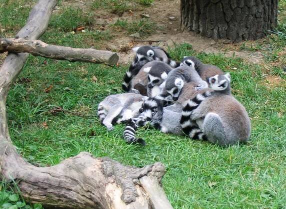 Zájezd do ZOO Zlín, 27.5.2018 - Fotogalerie - Obec Malá Roudka - Skočova Lhota