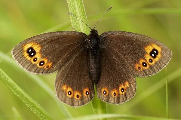Erebia medusa - okáč rosičkový