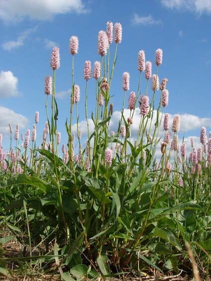 Léčivky – 9. stránka – PlantaNaturalis.com