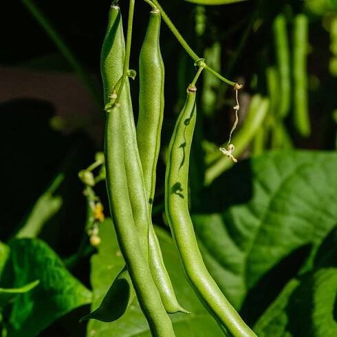 Bountiful Bean Facts – How To Grow Bountiful Heirloom Beans