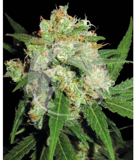 Sensi Skunk Fem - Sensi Seeds
