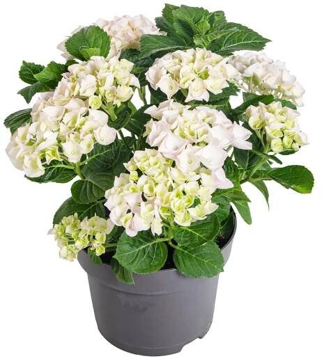 Hortenzie velkolistá, Hydrangea macrophylla, bílá, skladem | ZAZUMi.cz