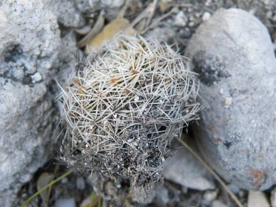 Mammillaria napina