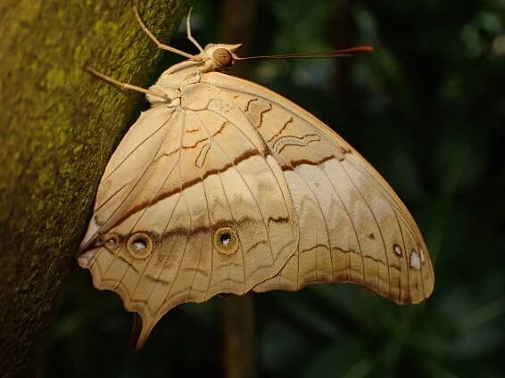 Vindula dejone