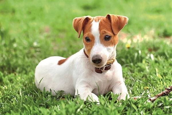 Jack Russell teriér, malý zapálený sportovec – Alíkoviny – Alík.cz