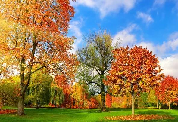 Good Nature Organic Lawn Care Blog | Organic Weed Suppression