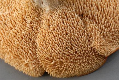 Hydnum repandum: The Ultimate Mushroom Guide