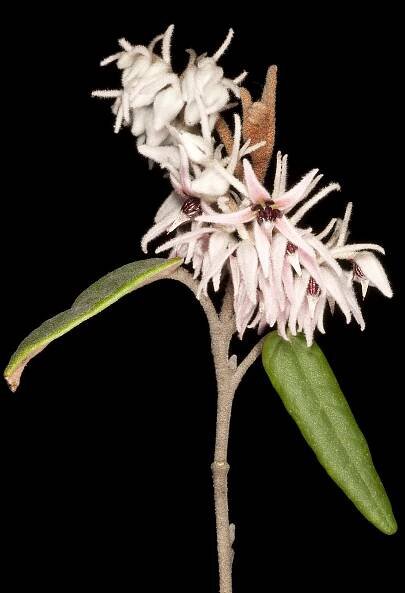 Lasiopetalum drummondii