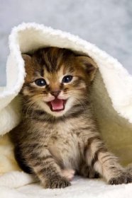 Kotě v ručníku — Stock obrázek
