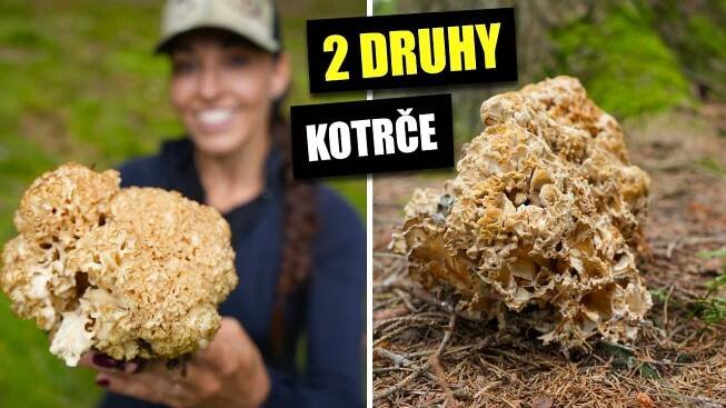 Našla jsem vzácný kotrč Němcův. Jak vypadá ve srovnání se svým kadeřavým protějškem